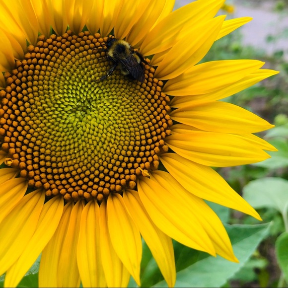 Meet your Posher, Samantha - Picture 1 of 1